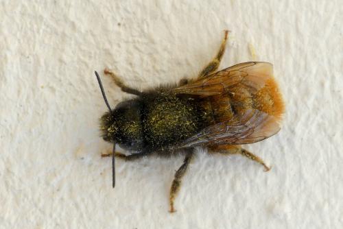 Osmia cornuta
